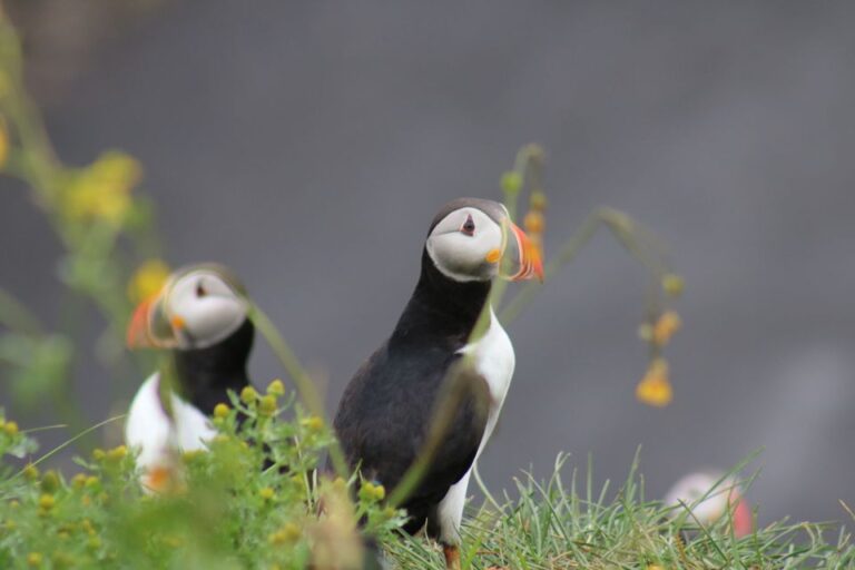 Reykjavik: 1-Hour Puffin Watching Tour