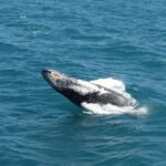 1 reykjavik best value whale watching boat tour Reykjavik: Best Value Whale Watching Boat Tour
