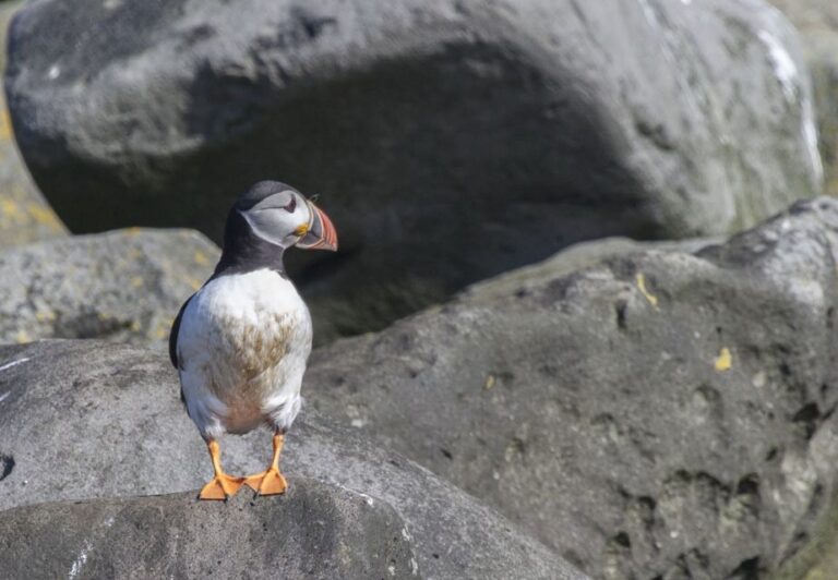 Reykjavik: Half-Day Whales and Puffins Cruise Combo Tour