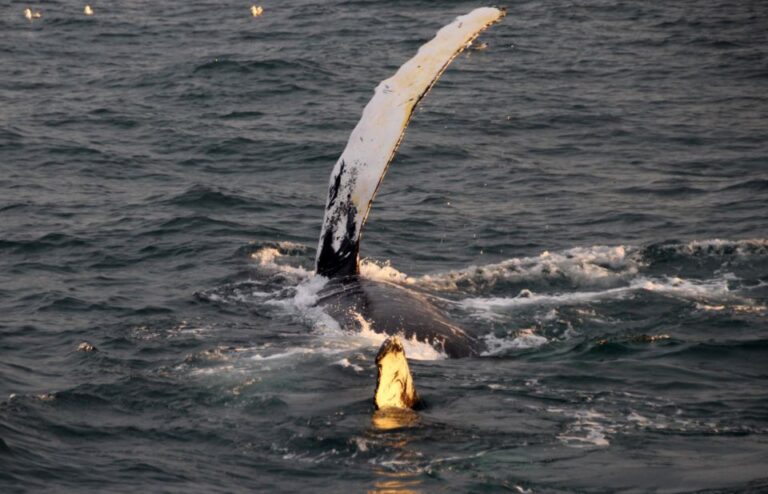 Reykjavík: Midnight Sun Whale Watching Cruise