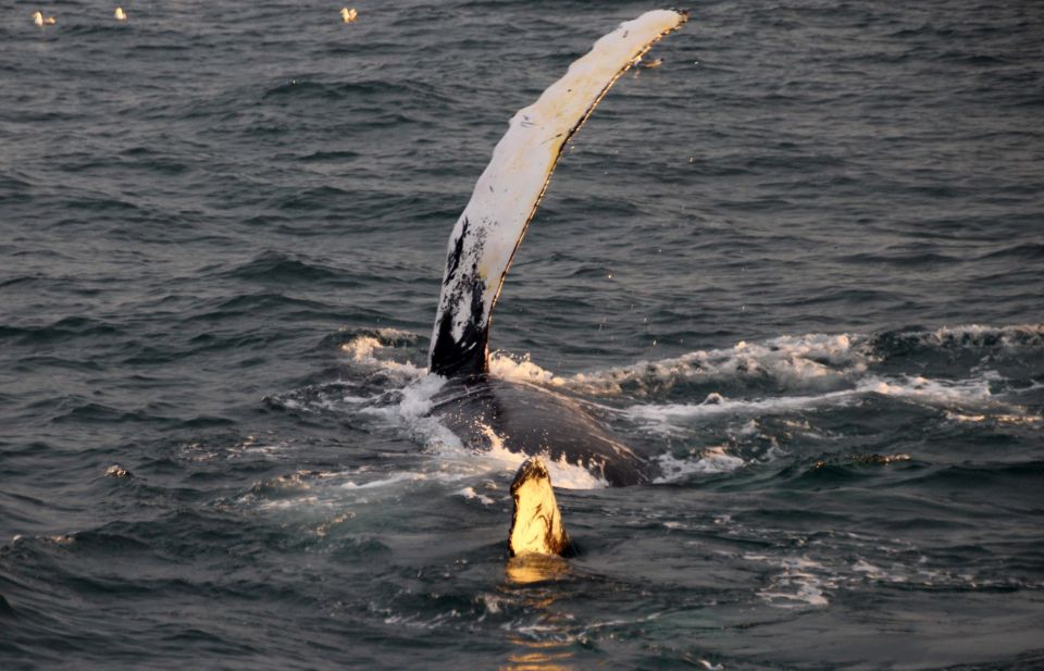 1 reykjavik midnight sun whale watching cruise Reykjavík: Midnight Sun Whale Watching Cruise