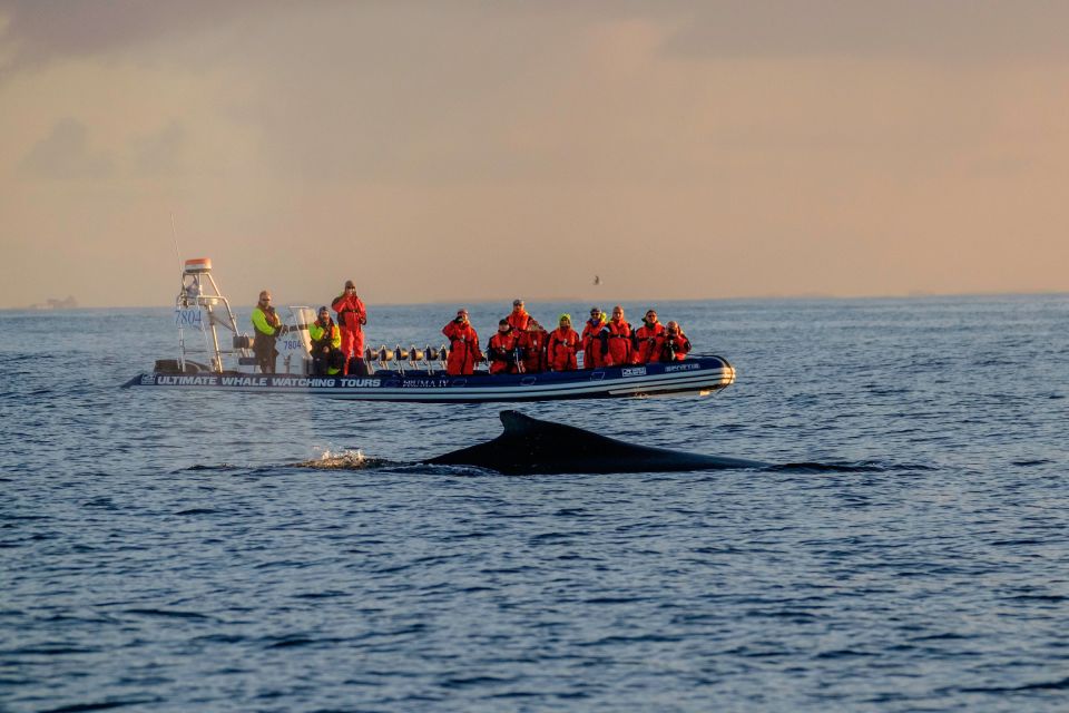 1 reykjavik premium whale watching with flexible ticket Reykjavik: Premium Whale Watching With Flexible Ticket