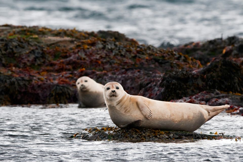 1 reykjavik small group snaefellsnes day trip Reykjavik: Small-Group Snæfellsnes Day Trip