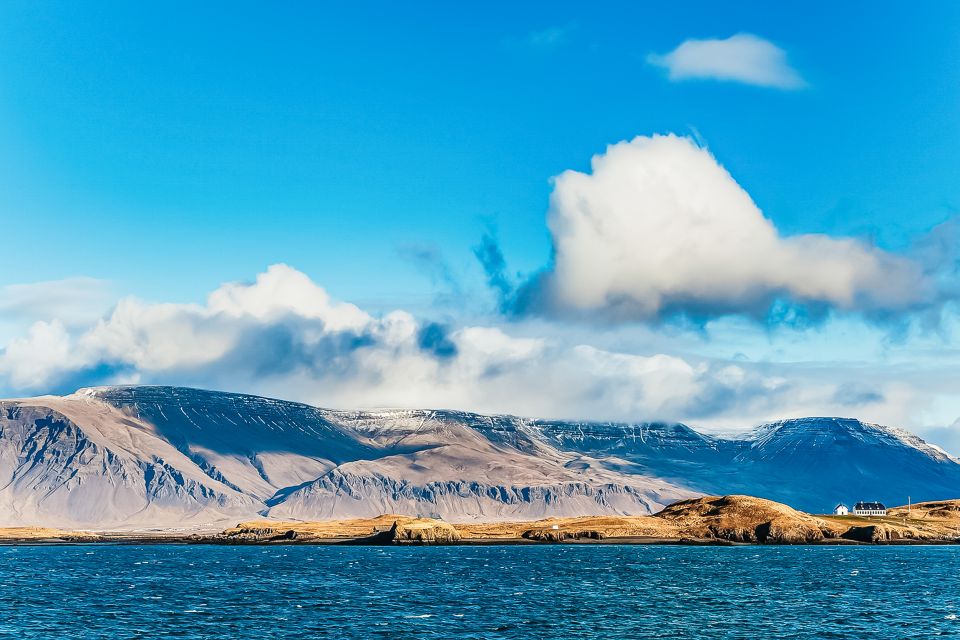 1 reykjavik whale watching and marine life cruise Reykjavík: Whale Watching and Marine Life Cruise