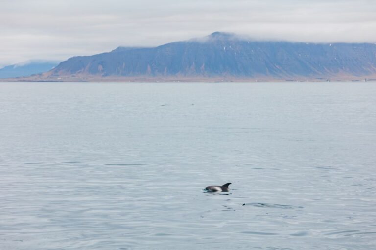 Reykjavík: Whale Watching Cruise on the Amelia Rose Yacht