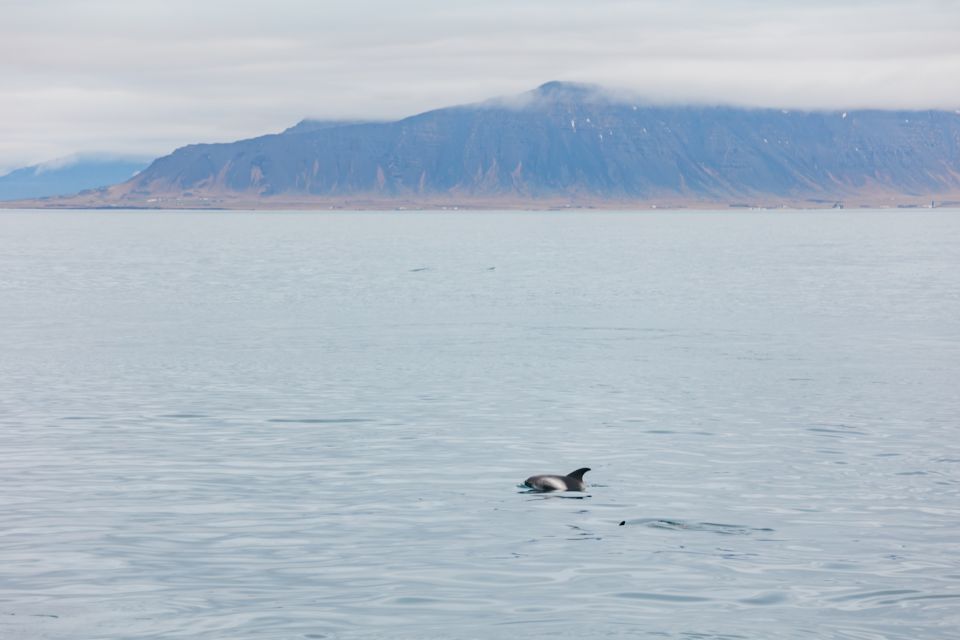 1 reykjavik whale watching cruise on the amelia rose yacht Reykjavík: Whale Watching Cruise on the Amelia Rose Yacht