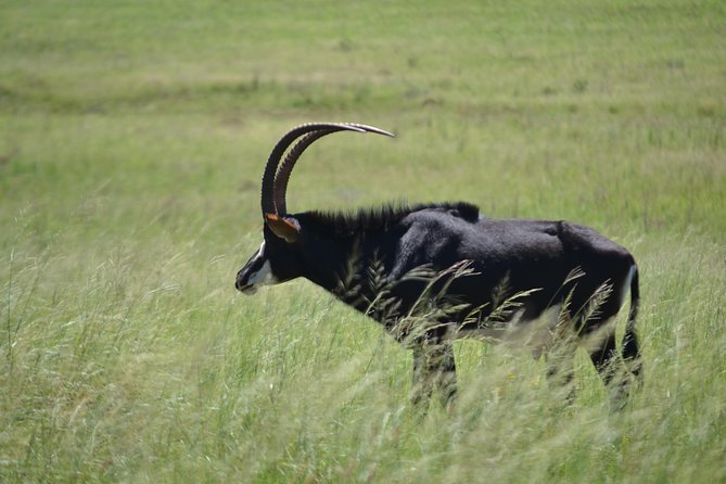 Rhino and Lion Park Guided Tour From Pretoria, THURSDAYS & SUNDAYS