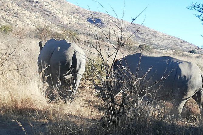 Rhino and Lion Park Half Day Safari From Johannesburg