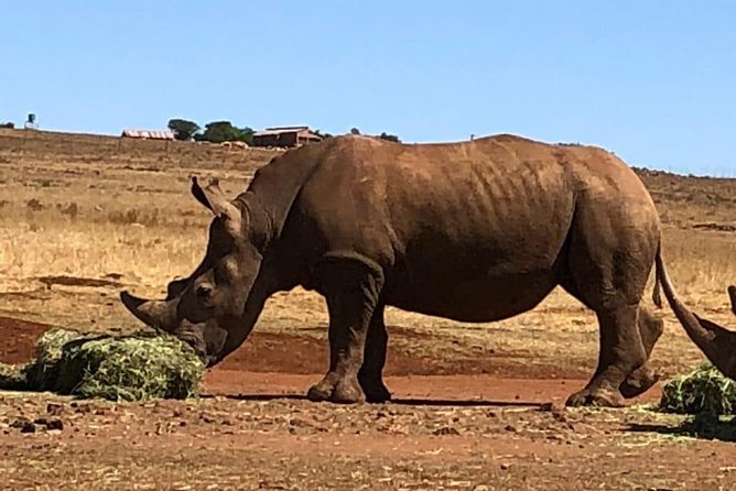 Rhino & Lion Nature Reserve