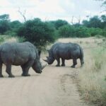1 rhino lion park nature reserve tour Rhino & Lion Park Nature Reserve Tour