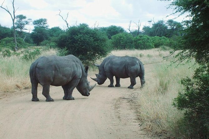 1 rhino lion park nature reserve tour Rhino & Lion Park Nature Reserve Tour