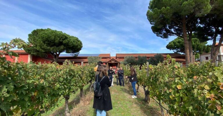 Ribera Del Duero: Wine Tour From Madrid – English or Spanish