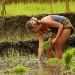 1 rice plantation experience in bhaktapur Rice Plantation Experience in Bhaktapur