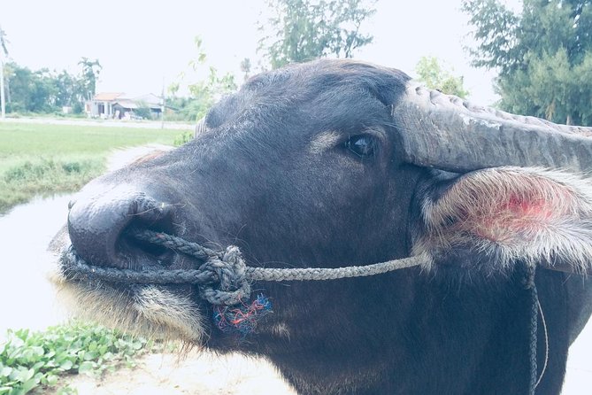 Riding Water Buffalo Hoi An Private Tour