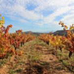 1 rioja food and wine private and customizable tour basque country Rioja: Food and Wine Private and Customizable Tour - Basque Country
