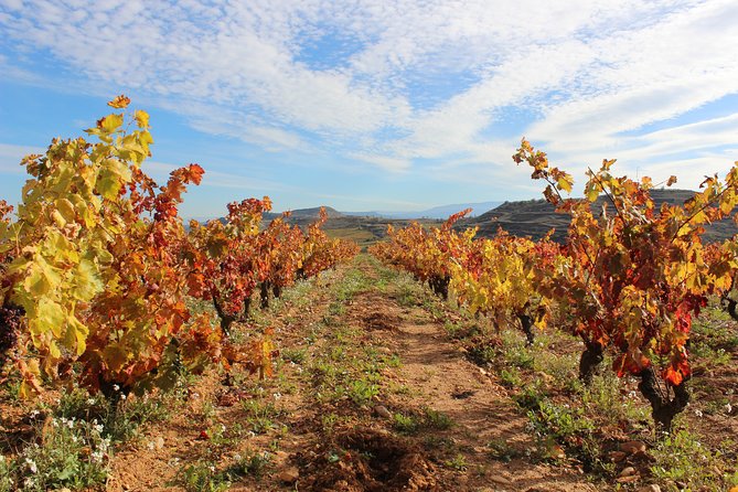 Rioja: Food and Wine Private and Customizable Tour  – Basque Country