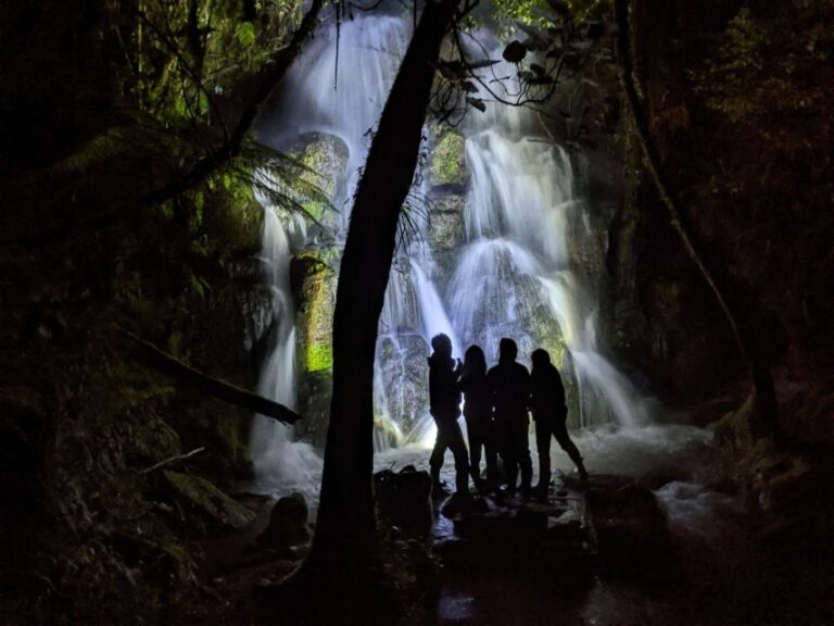 Rotorua: Nocturnal Glow Worm Tour With a Guide