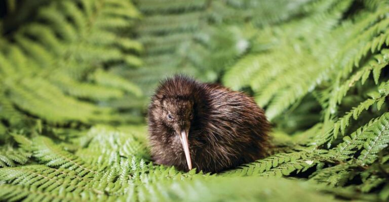 Rotorua: The National Kiwi Hatchery Tour