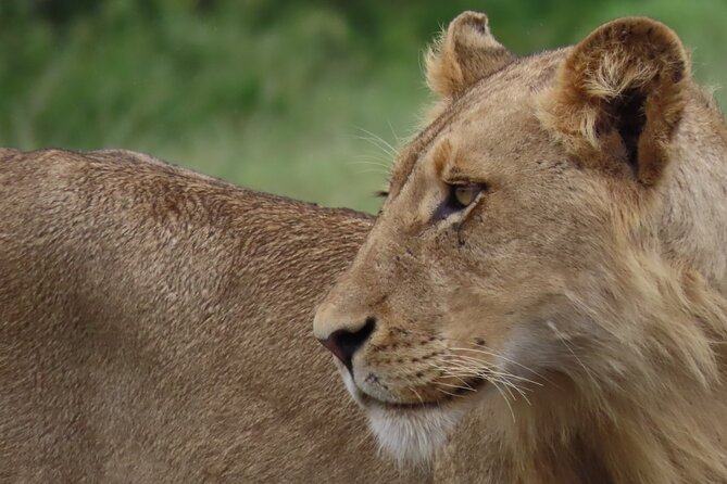 1 safari drive kruger national park Safari Drive Kruger National Park