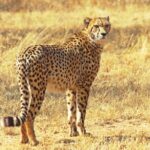 1 safari in the kruger national park 4 days all inclusive private Safari in the Kruger National Park - 4 Days-All Inclusive & Private
