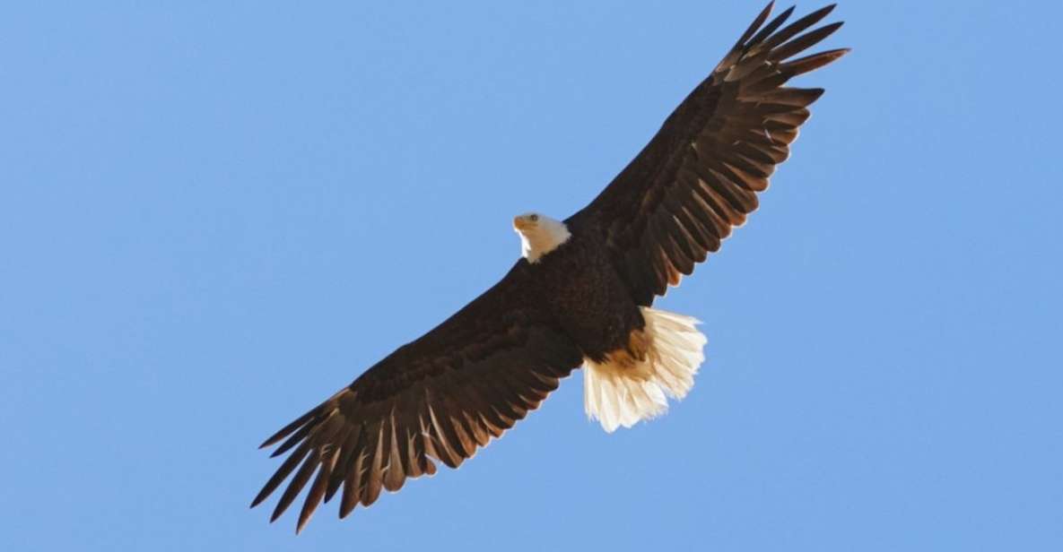 1 san luis obispo eagle and birdwatching tour by hummer San Luis Obispo: Eagle and Birdwatching Tour by Hummer
