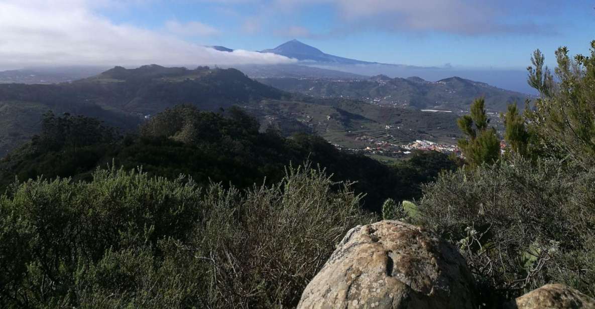 1 santa cruz de tenerife 2 hour hiking tour in anaga forest Santa Cruz De Tenerife: 2-Hour Hiking Tour in Anaga Forest