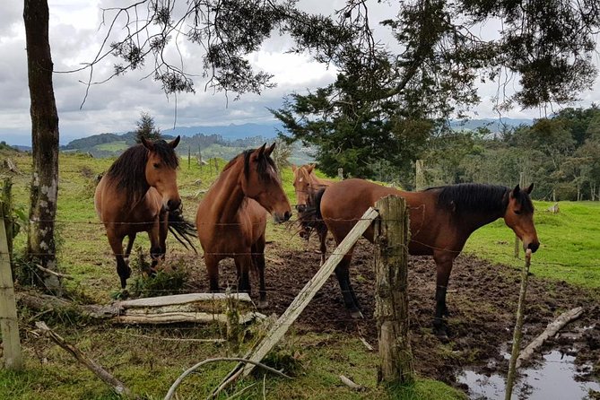 Santa Elena - Rionegro Horse-Back Riding Tour Near Medellín - Inclusions and Amenities