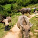 1 sapa easy trekking tour 1 day rice paddies and cultures Sapa Easy Trekking Tour 1 Day - Rice Paddies and Cultures