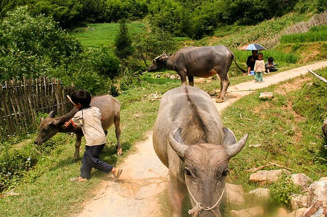 Sapa Easy Trekking Tour 1 Day – Rice Paddies and Cultures