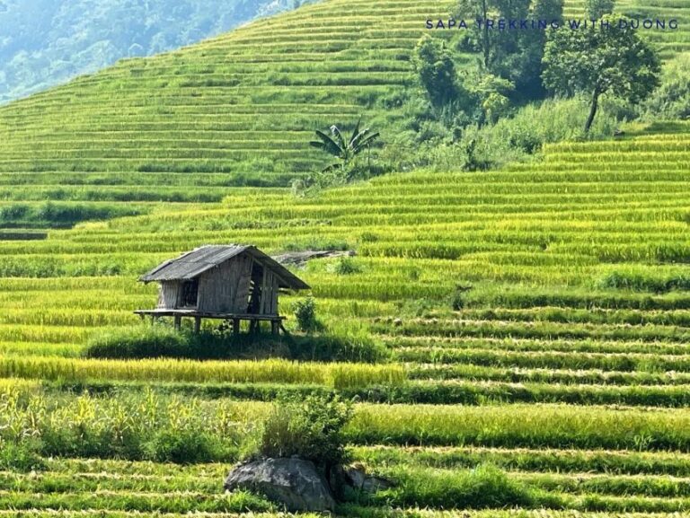 Sapa: Private Muong Hoa Valley and Homestay Trekking 2-Day