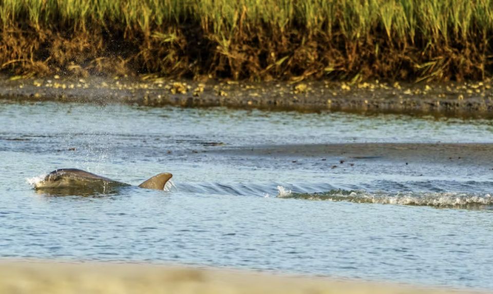 1 savannah sunset dolphin watching eco tour by boat Savannah: Sunset Dolphin Watching Eco Tour by Boat