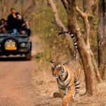 1 sawai madhopur ranthambore guided safari trip 4 Sawai Madhopur : Ranthambore Guided Safari Trip