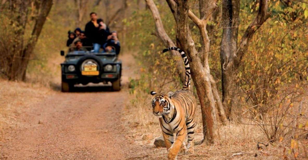 1 sawai madhopur ranthambore guided safari trip 4 Sawai Madhopur : Ranthambore Guided Safari Trip