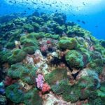 1 scuba diving at phukets anemone reef Scuba Diving at Phuket's Anemone Reef