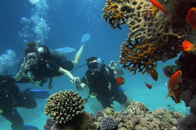 1 scuba diving experience in alanya with lunch and 2 dives Scuba Diving Experience in Alanya With Lunch and 2 Dives