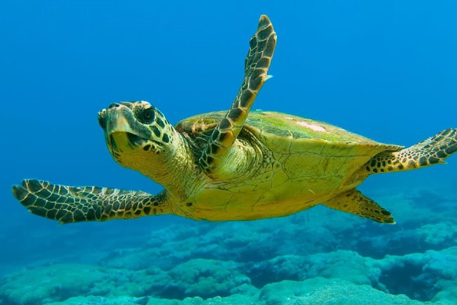 Scuba Diving From Dalyan