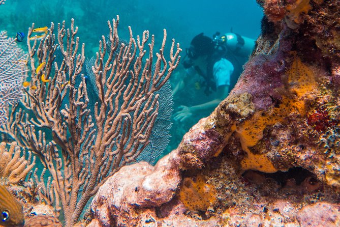 Scuba Diving in Cozumel Island
