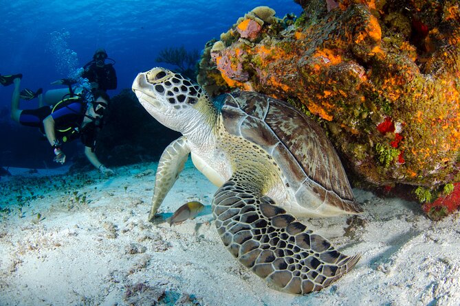 Scuba Diving Underwater