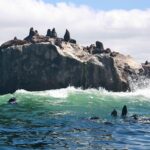 1 seal island tour in mossel bay Seal Island Tour in Mossel Bay