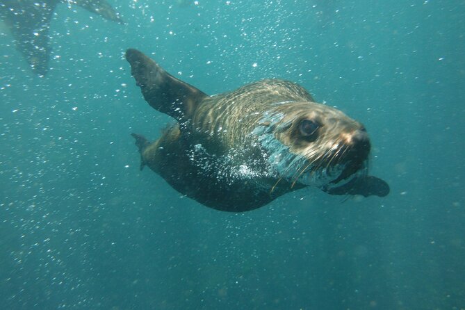 Seal Snorkeling Experience in Cape Town