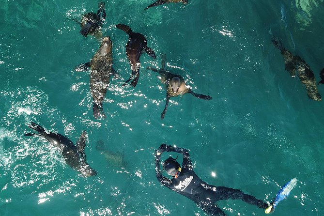 1 seal snorkeling with animal ocean in hout bay Seal Snorkeling With Animal Ocean in Hout Bay