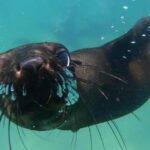 1 seal swimming activity in plettenberg bay Seal Swimming Activity in Plettenberg Bay