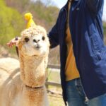 1 seoul alpaca world luge ride and suspension bridge Seoul: Alpaca World, Luge Ride and Suspension Bridge