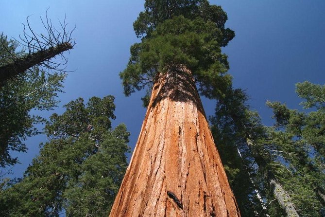 Sequoia National Park Adventure From Tulare - Pricing and Inclusions