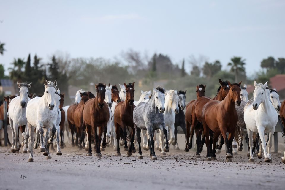 Seville: Horse Show Entry Ticket. Optional Stud Farm Visit