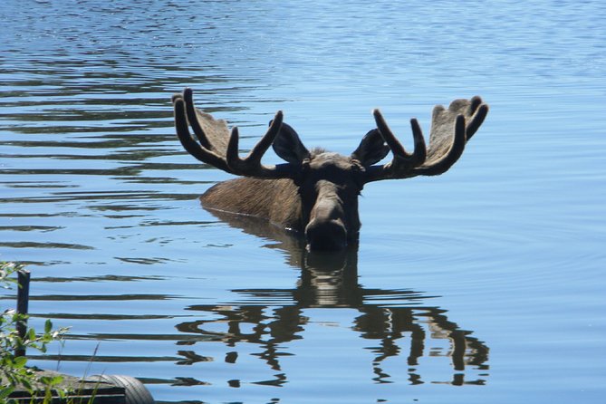 Seward to Anchorage Cruise Transfer and Private Tour