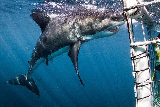Shark Cage Diving – Adventure Meets Conservation!