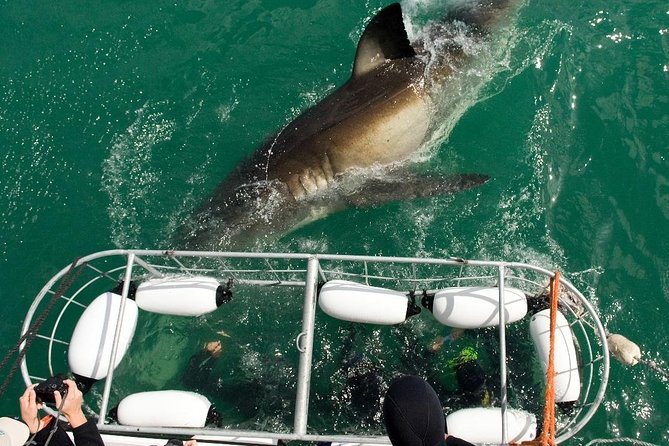 1 shark cage diving and viewing incl transfers from cape town SHARK CAGE DIVING and VIEWING (Incl. Transfers From Cape Town)