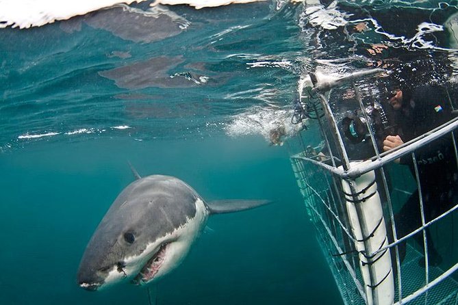 SHARK CAGE DIVING and VIEWING (Self Drive) - Inclusions