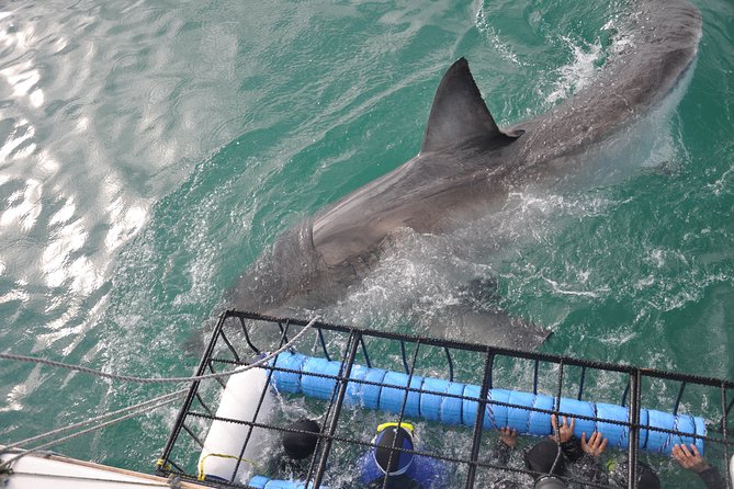 1 shark cage diving viewing tour in mossel bay Shark Cage Diving & Viewing Tour in Mossel Bay